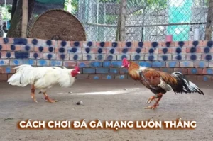 Chinh Phục Cách Chơi Đá Gà Sabong Tại EE88 Cho Người Mới Bắt Đầu