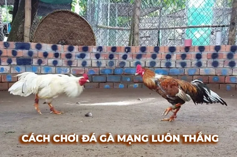 Chinh Phục Cách Chơi Đá Gà Sabong Tại EE88 Cho Người Mới Bắt Đầu 1 Chinh Phục Cách Chơi Đá Gà Sabong Tại EE88 Cho Người Mới Bắt Đầu
